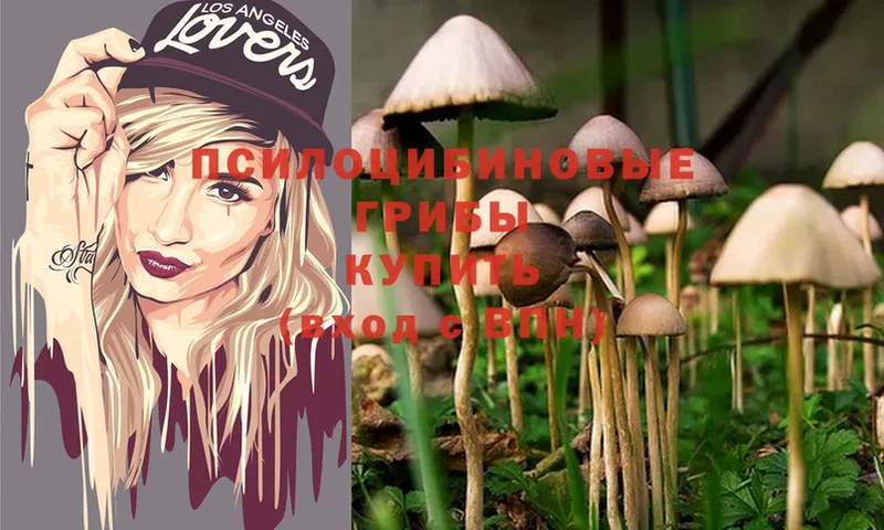 Псилоцибиновые грибы Psilocybe  Калязин 